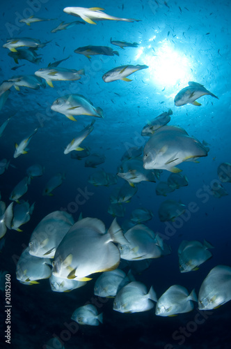 Banc de poissons platax, mer Rouge, Sinai, Egypte