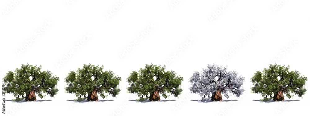 Fototapeta premium High resolution green 3D conceptual baobab trees