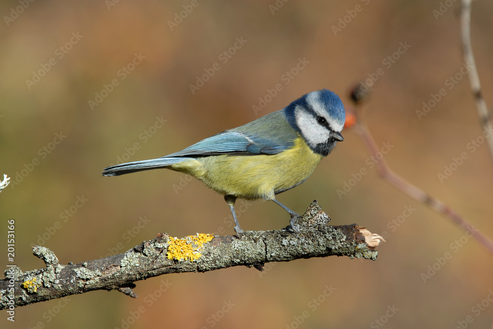 Obraz premium Herrerillo