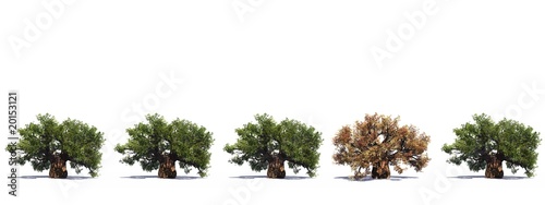 High resolution green 3D conceptual baobab trees row