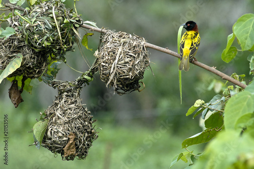 village weaver in senegal (ploceus cuculattus)