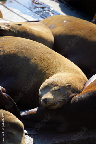 Sea lions at Pier 39, San Francisco, USA..