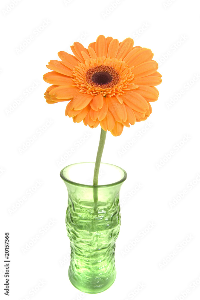 Wide angle Gerber daisy in vase Wide angle Gerber daisy in vase