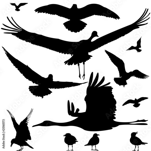 birds silhouettes