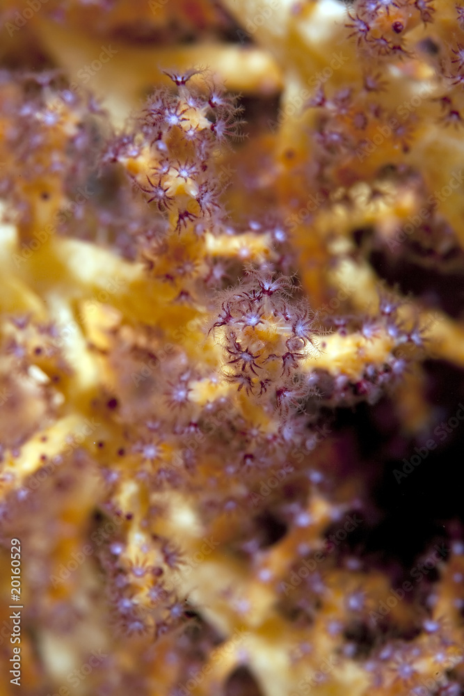 soft coral close-up