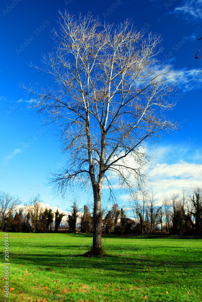 Obraz premium Albero solitario 2