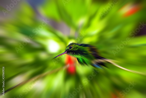 Humming Bird - Zoom blured