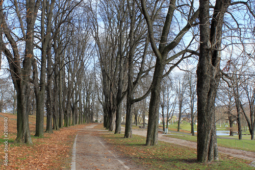 Allee © Gerisch