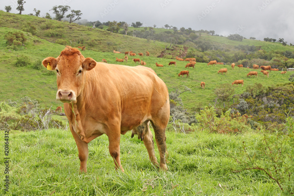 pâturages vaches limousines, île de la Réunion