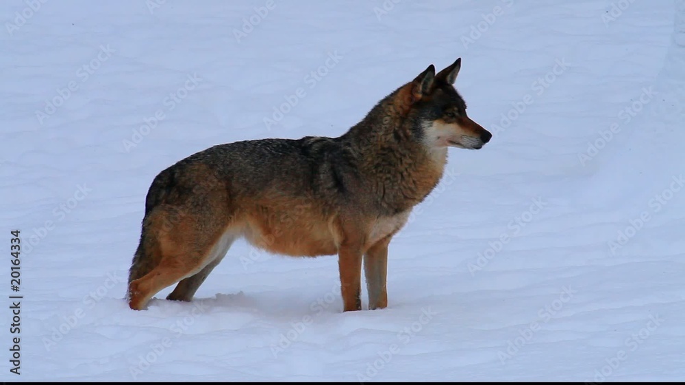 wolf