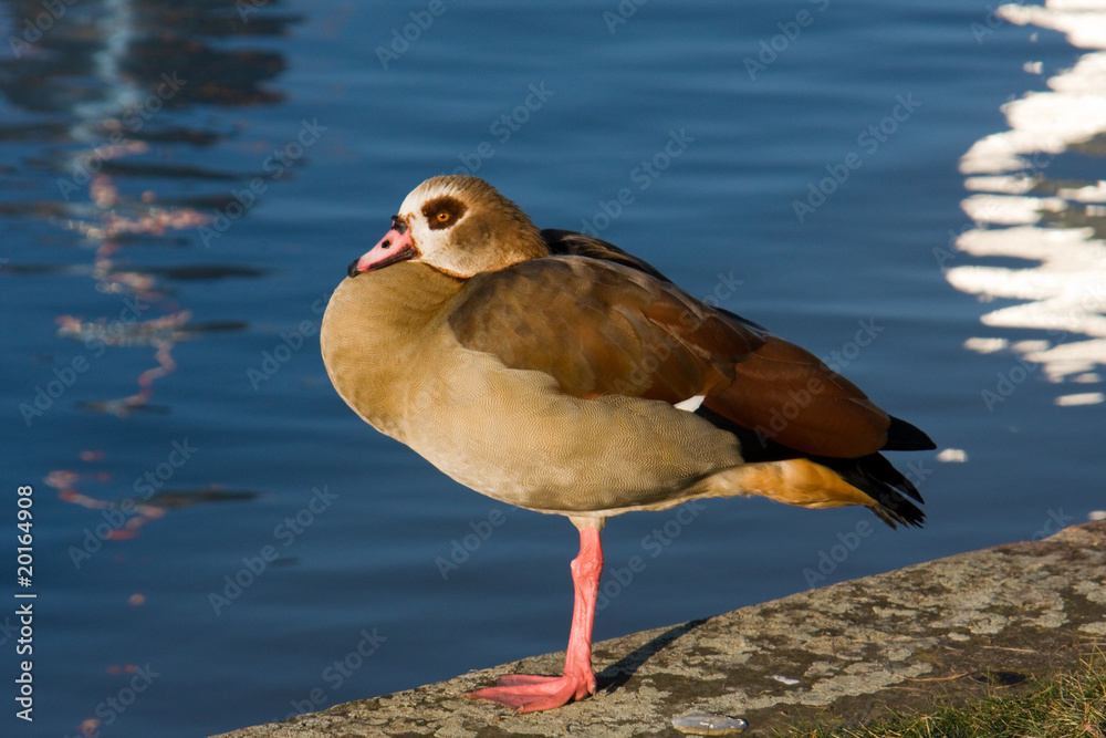 Sonnende Nilgans Sonnende Nilgans