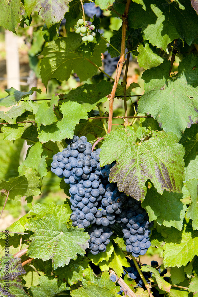 grapevines in vineyard, Czech Republic