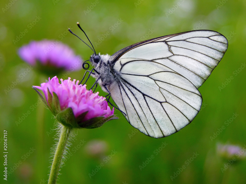 Black-veined White butterfly, Aporia crataegi Black-veined White butterfly, Aporia crataegi