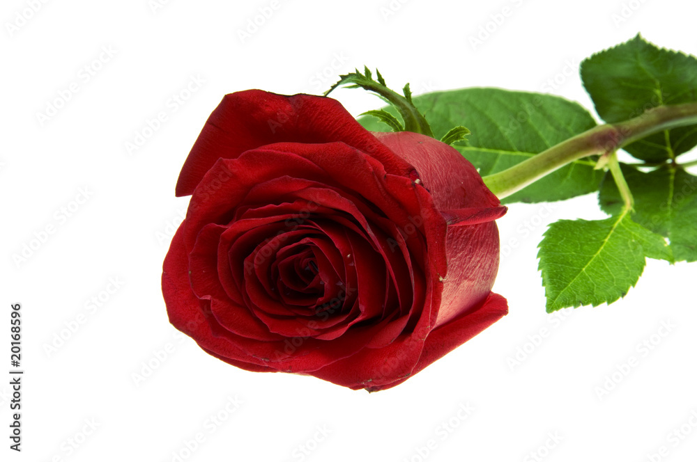beautiful red rose on a white background beautiful red rose on a white background