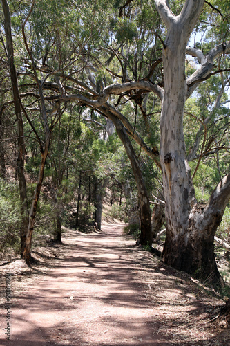 Eucalyptus Trees. Australia