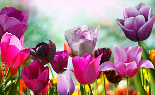 Photo Beautiful spring flowers, tulips