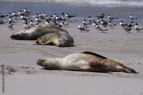 Seals at Seal Bay. Kangaroo Island. Australia