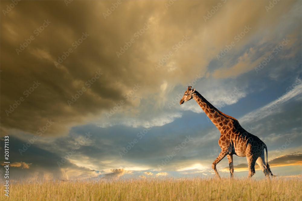 Fototapeta premium Giraffe on African plains