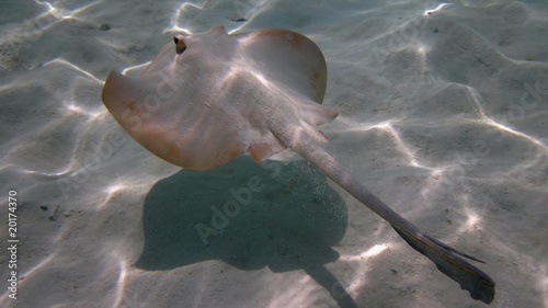Schilderij op canvas Flat fish flying above the sand