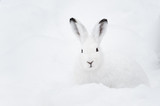 Mountain Hare (lat. Lepus timidus)
