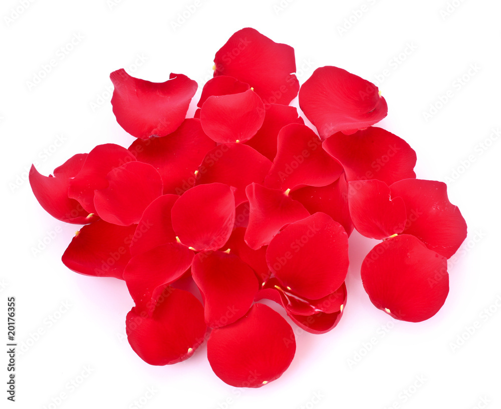 rose petals