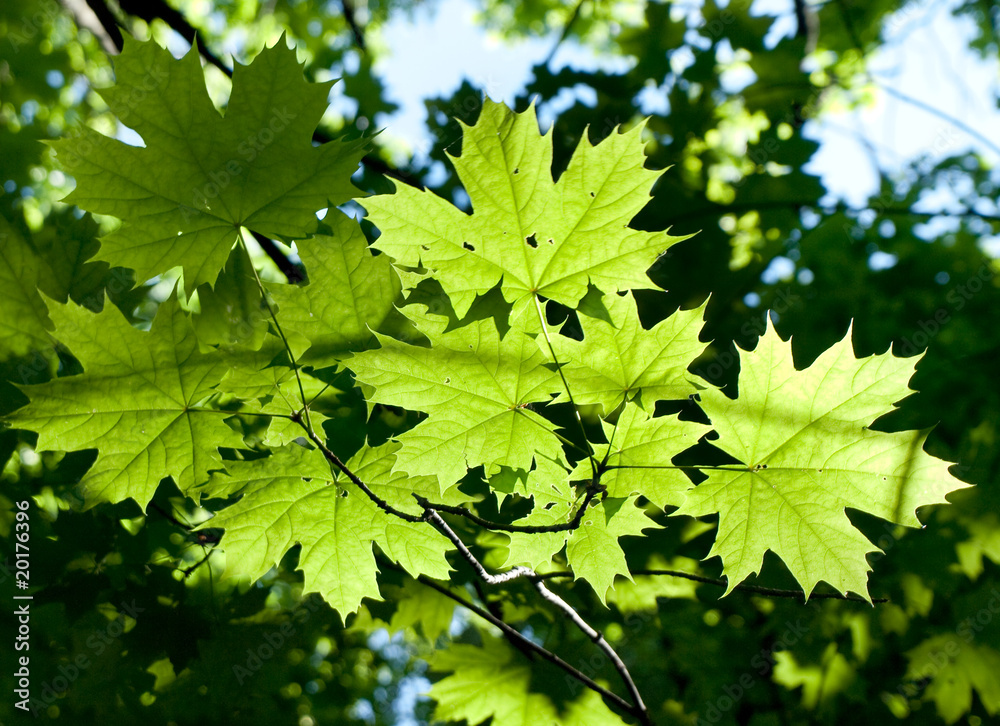 leaf leaf