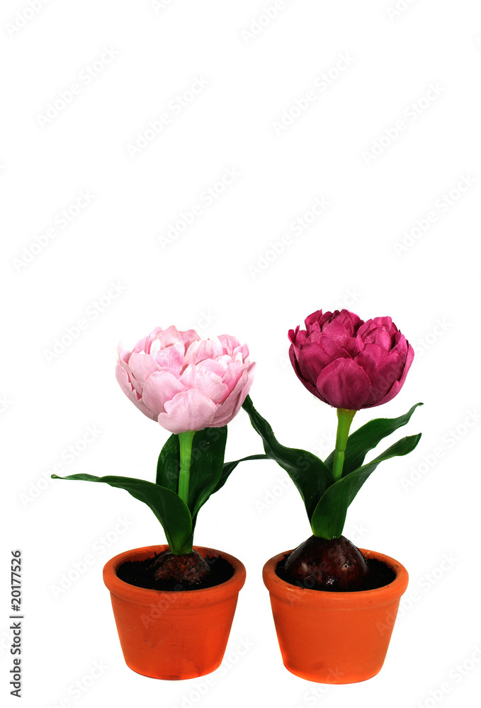 Obraz premium Blumentöpfe