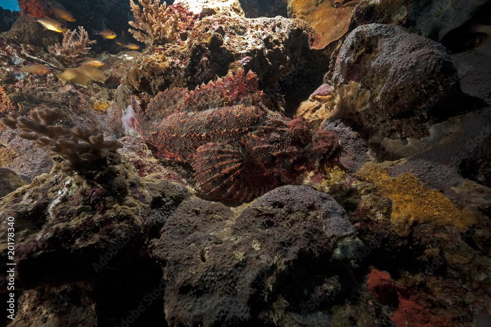 scorpionfish scorpionfish