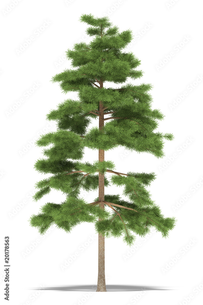 Pine Pine