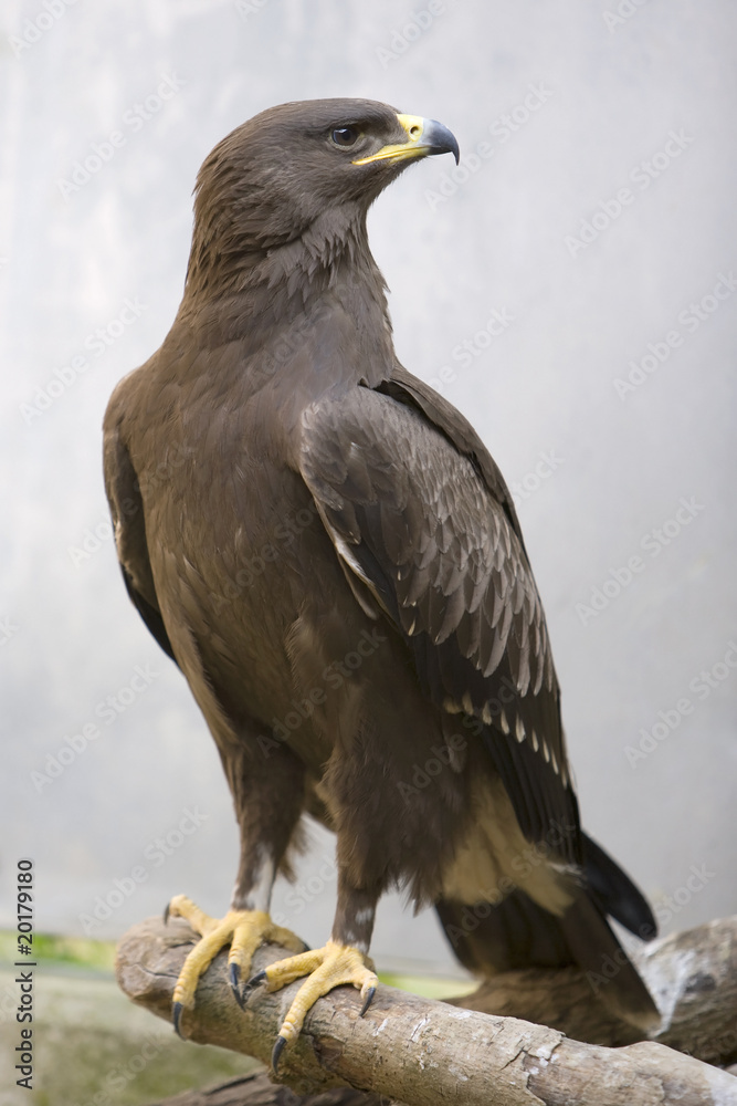 Fototapeta premium junger Schreiadler