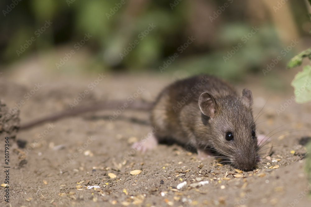 Wanderratte Wanderratte