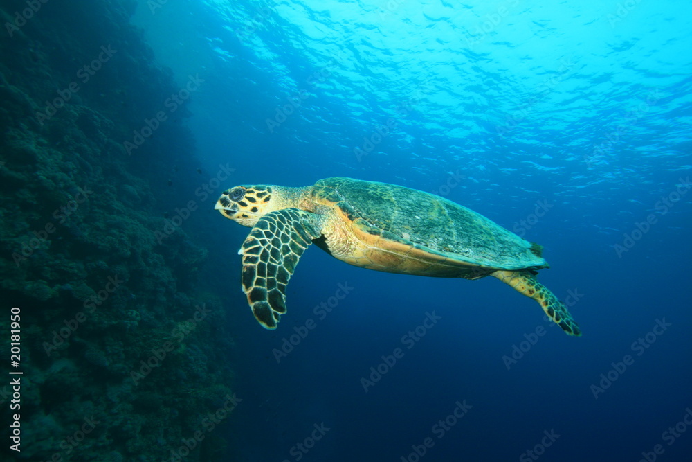 Hawksbill Turtle (Eretmochelys imbricata) Hawksbill Turtle (Eretmochelys imbricata)