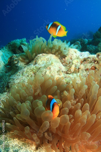 Red Sea Anemonefishes (Amphiprion bicinctus) in Bubble Anemone