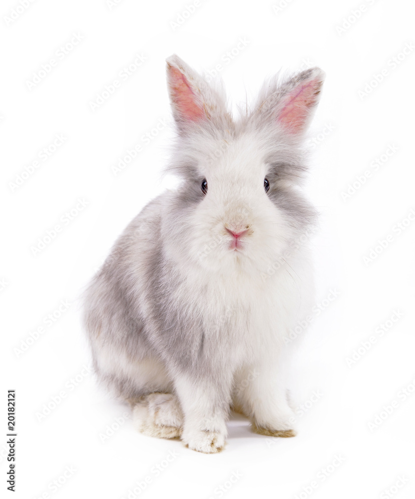 weißer Osterhase weißer Osterhase