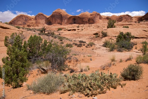 Cacti and shrubs, Corona Arch Trail, Moab, near Arches NP