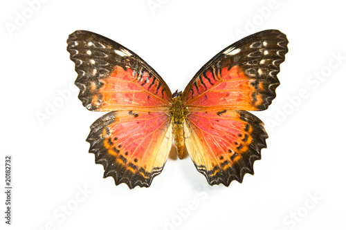 Butterfly Cethosia biblis isolated on white background photo