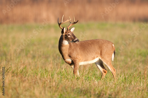 Whitetail deer buck © Tony Campbell