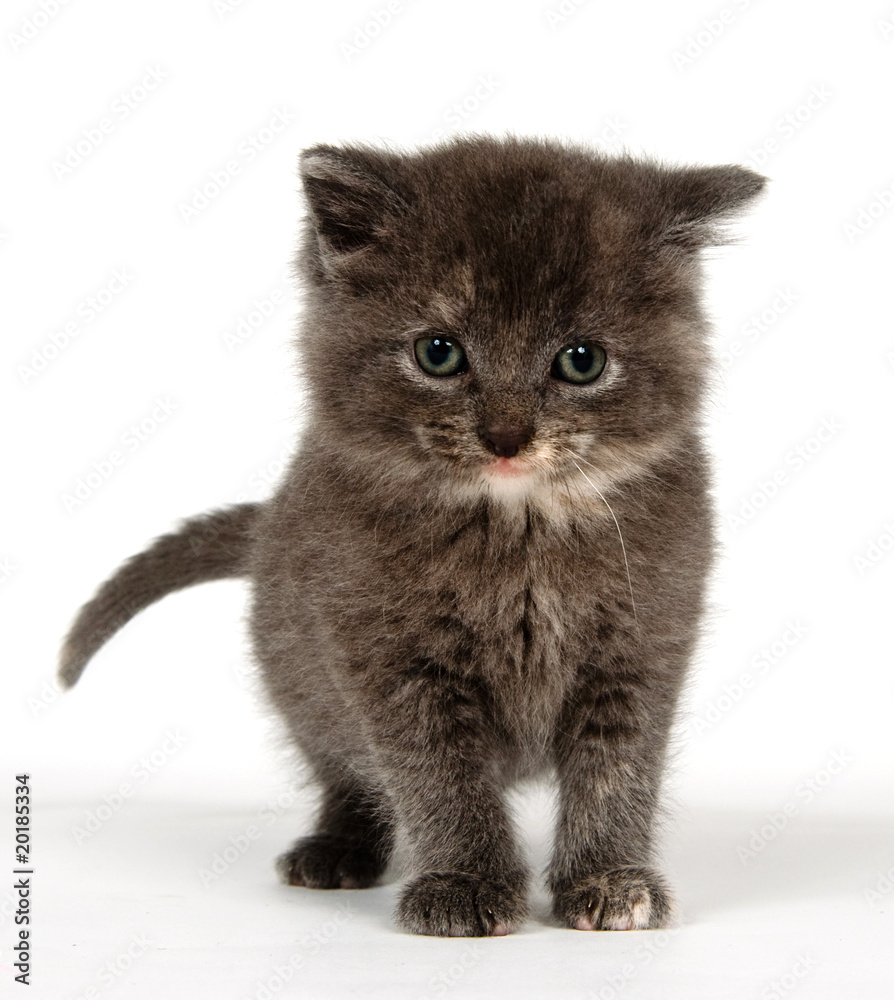 Cute gray kitten standing