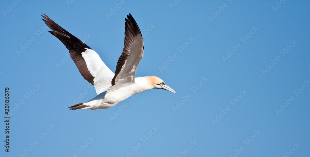 Cape Gannet