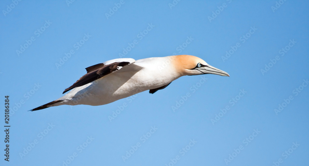 Cape Gannet flying against a bright blue sky Cape Gannet flying against a bright blue sky