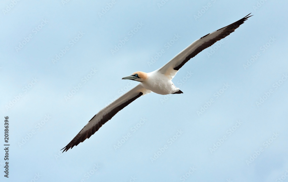 Cape Gannet Cape Gannet