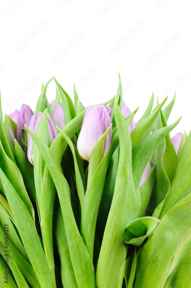 Obraz premium Violet tulips isolated on white background
