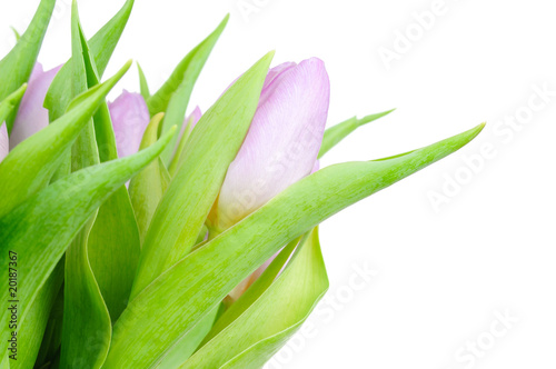 Violet tulips isolated on white background