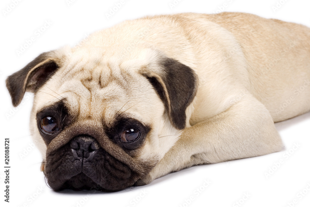 sad looking pug