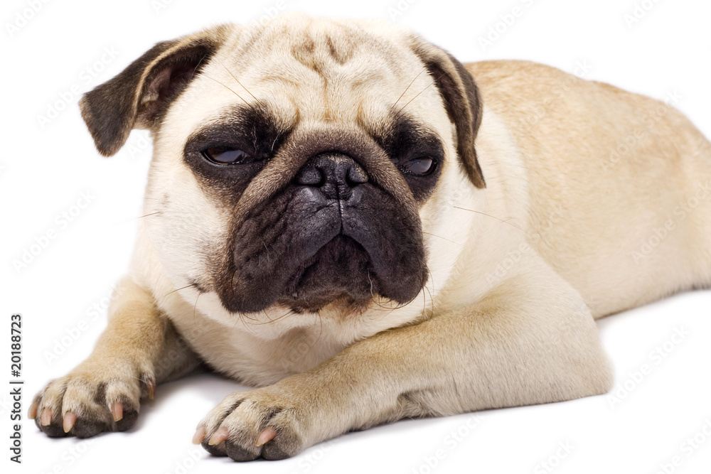 sleepy pug with sad eyes