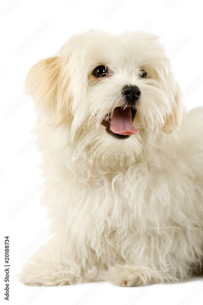 Portrait of a havanese dog Portrait of a havanese dog