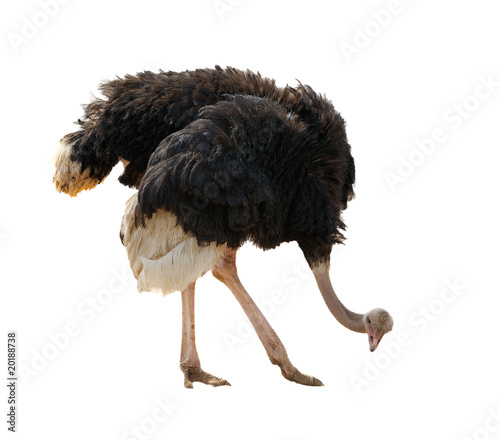 Ostrich, isolated