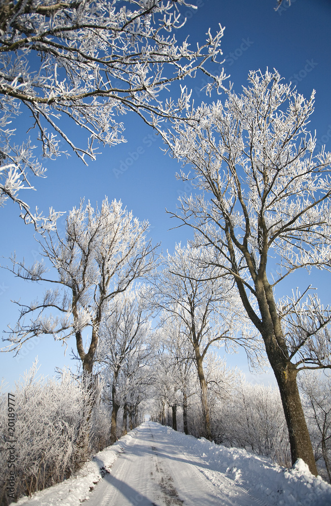 Winter road and landscape with frosted trees and rime Winter road and landscape with frosted trees and rime