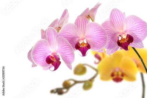 Orchideen 45