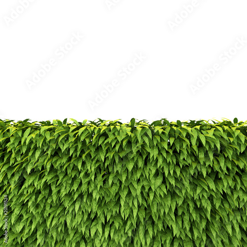 Green Hedge isolated on white background